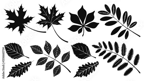 Autumn Leaf Silhouette Collection – Black and White Vector Illustrations of Maple, Oak, and Botanical Foliage for Seasonal and Nature Designs

