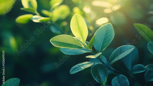 Close-up of vibrant green leaves illuminated by soft sunlight.