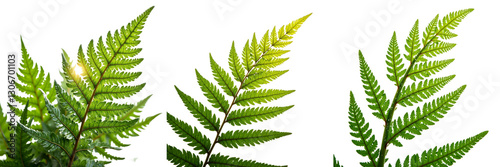 Backlit Fern Fronds Showcasing Green Variations and Maturity