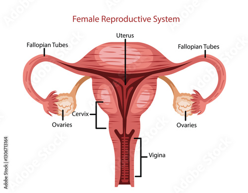 Uterus Fallopian Tubes and Ovaries Illustration