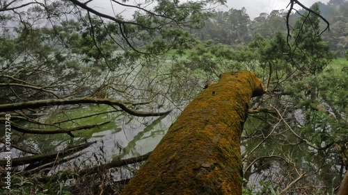 Wallpaper Mural View of a lake in a tropical forest overgrown with natural vegetation. The impression of calm and peace for relaxation. Ecological and environmental concepts. Footage 4K, 60Fps Torontodigital.ca