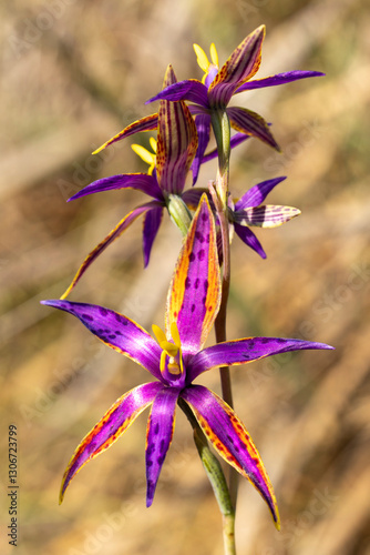 Foto Rare Southern Queen of Sheba orchid - Western Australia