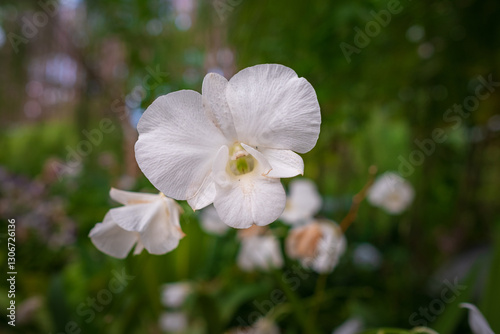 Photography Stunning orchids in full bloom take center stage at the Kuala Lumpur Botanical Garden, showcasing vibrant colors, intricate details, and natural elegance in a lush tropical setting