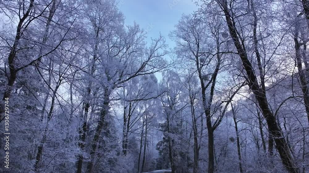 Delicate frost clings to bare branches, world of soft white stillness - Switzerland Delicate frost clings to bare branches, world of soft white stillness - Switzerland
