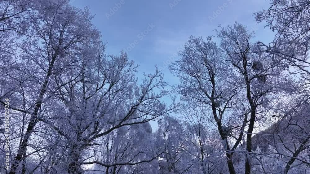 Frost-covered trees line a snowy forest path under a clear winter sky, creating a serene winter Frost-covered trees line a snowy forest path under a clear winter sky, creating a serene winter
