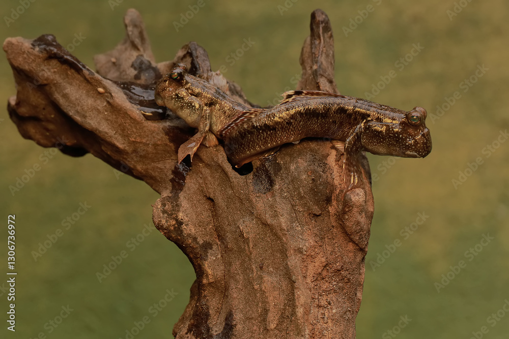 Fototapeta premium Two barred mudskipper fish resting on a rotten log stranded on the seashore. This fish, which is mostly done in the mud, has the scientific name Periophthalmus argentilineatus.