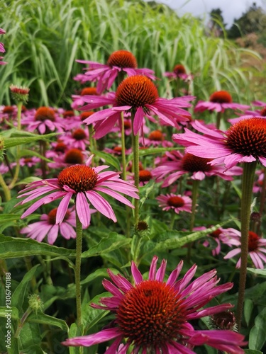 flowers in the garden