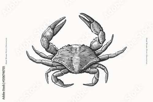 Crab with raised claws. Hand-drawn black and white vintage engraving-style vector illustration. Perfect for seafood restaurant branding, packaging, cookbooks, culinary designs, and product labels.