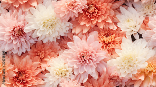 soft pastel delicate chrysanthemum flowers softcolor abstract background femininity tenderness cosmetics fragrance