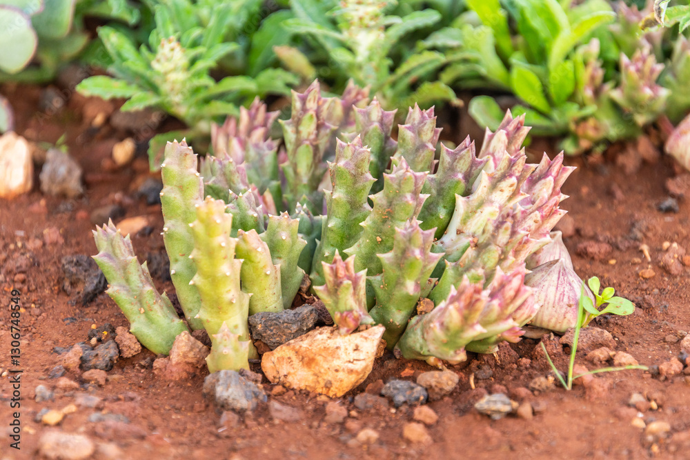 Aloe sp pertenece a la familia Asphodelaceae. Aloe sp pertenece a la familia Asphodelaceae.