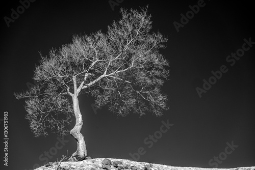 Black and white infrared landscape with trees on a hill
