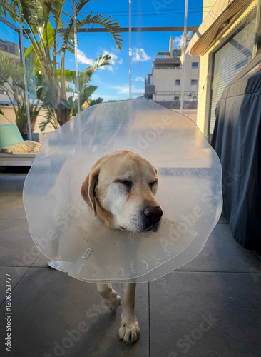 Newly operated Labrador with anti-lick screen