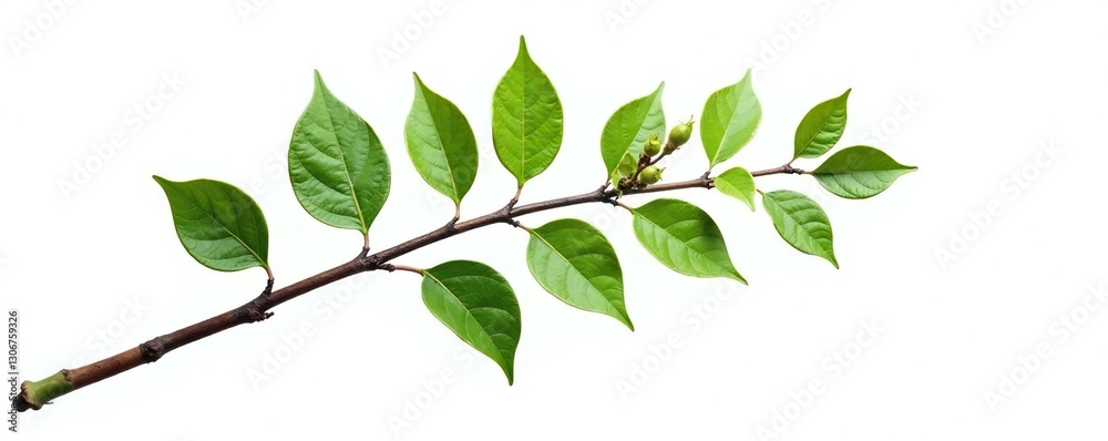 Fototapeta premium Single branch isolated on white background with some subtle texture, forest tree, branch, foliage