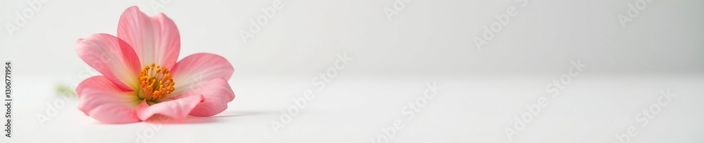 A solitary flower on a clean white surface with soft focus, flowers isolated, blooms A solitary flower on a clean white surface with soft focus, flowers isolated, blooms