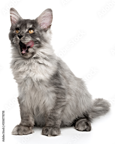 Young cat Maine Coon kitten sitting looking up with its mouth open, Its tongue is out, licking its lips, as expecting food. Grey young cat Maine Coon posing for the camera in anticipation of delicious