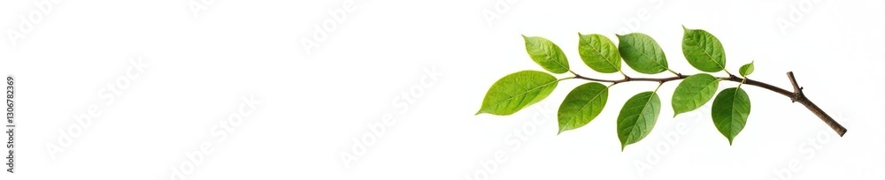 Fototapeta premium Single branch of tree isolated on white background, foliage, nature, isolated