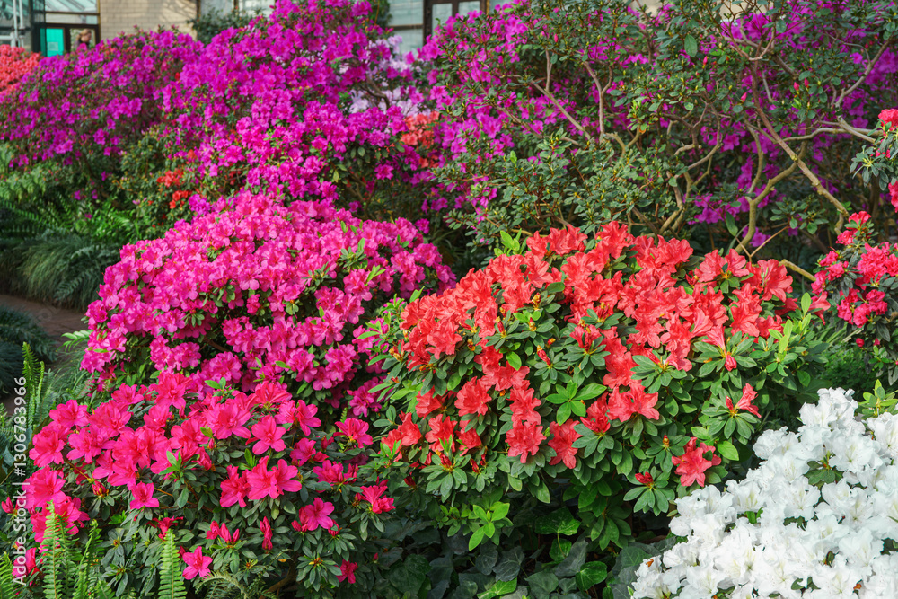 Red, pink and white japan Azalea Ericaceae bush in full bloom, rhododendron flower background. Evergreen decorative plant outdoor or in orangery in botanical garden. Gardeining, plant breeding Red, pink and white japan Azalea Ericaceae bush in full bloom, rhododendron flower background. Evergreen decorative plant outdoor or in orangery in botanical garden. Gardeining, plant breeding