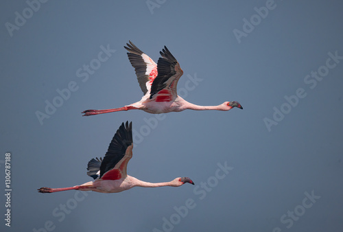 Lesser Flamingos in flight
