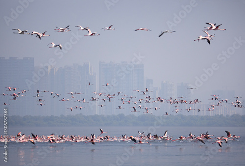 Photography Flamingos in flight with Navi Mumbai skyline in backdrop