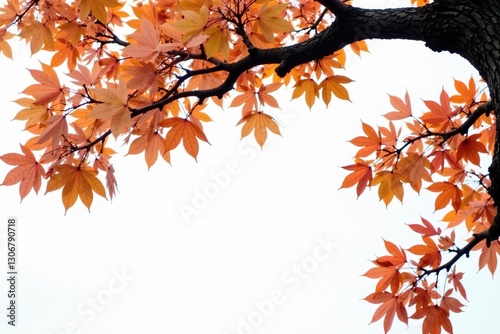 Brown and gray tree limb against white background, tree trunk, nature, brown