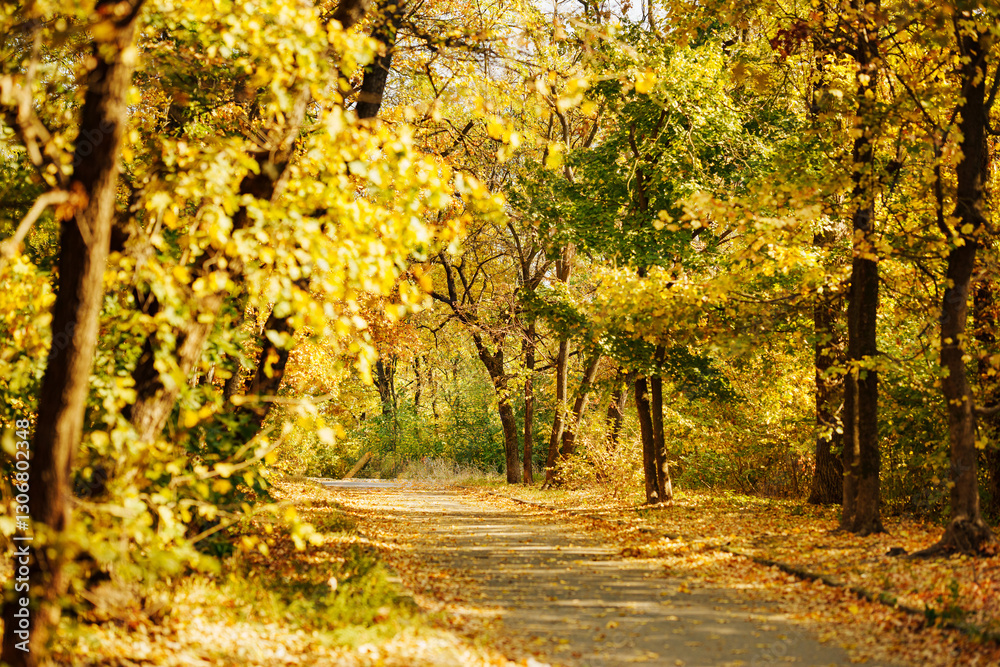 Fototapeta premium An autumn pathway surrounded by trees with yellow and green leaves. 