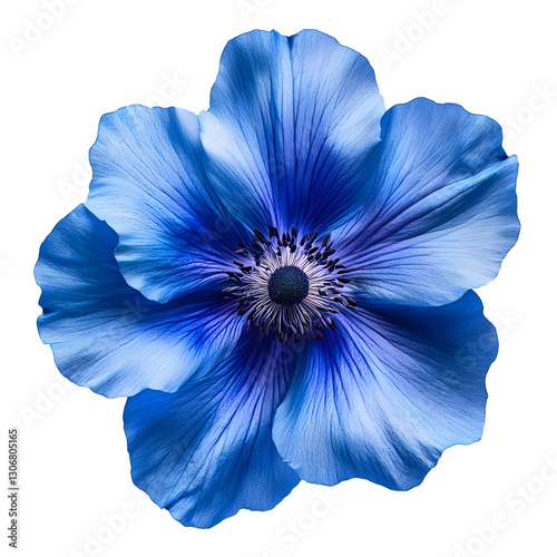 blue flower isolated on transparent background cutout