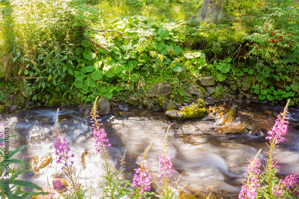 landscape with brook in the forest. beautiful plant. stones in the creek. trees on the shore. sunny weather in summer. rushing water rapids