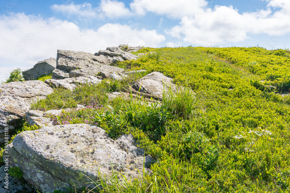 wonderful carpathian mountain landscape in summer. travel destination. rocks and stones on the grassy hillside meadow. beautiful scenery with clouds on the blue sky in forenoon light. great highland