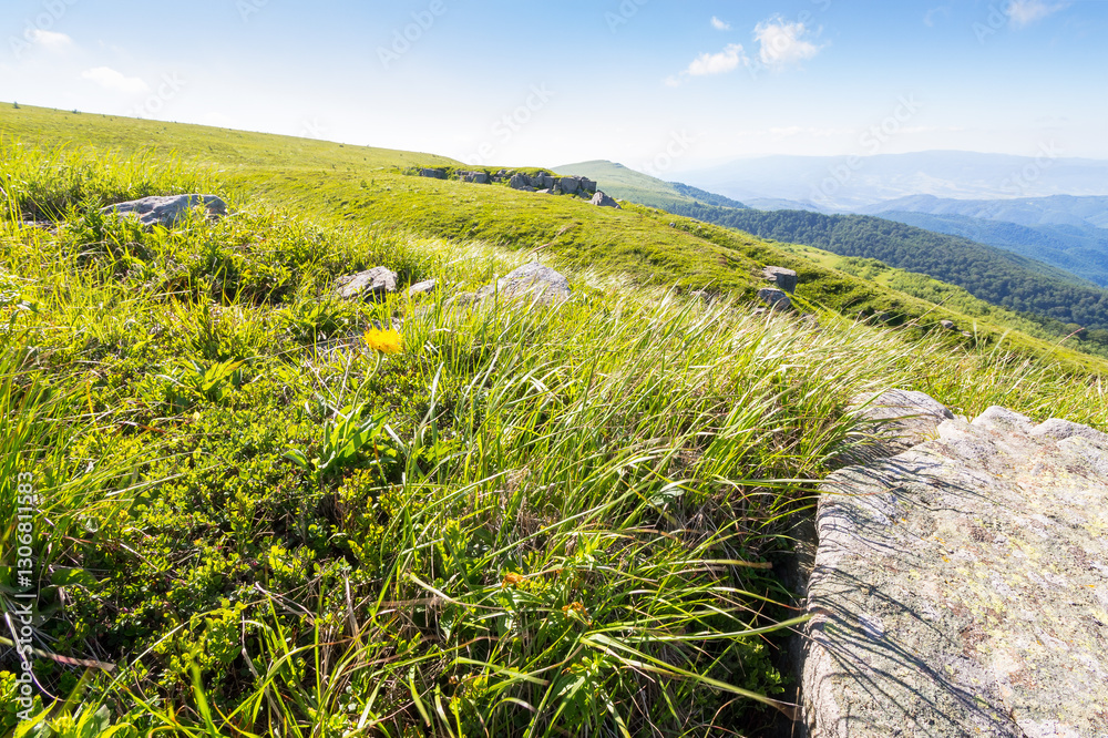 landscape with sandstone rocks on the grassy meadow. outdoor adventure. alpine scenery of ukraine in summer. smooth mountain in morning light. beautiful view of wide open vista
