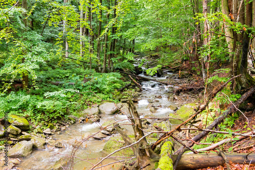 river in the forest. wild flowing creek. nature scenery with trees above water stream. sunny day in summer. explore ecosystem of ukraine