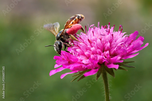 Knautien-Sandbiene (Andrena hattorfiana) Weibchen sammelt Pollen auf einer purpur Witwenblume (Knautia) - Baden-Württemberg, Deutschland photo