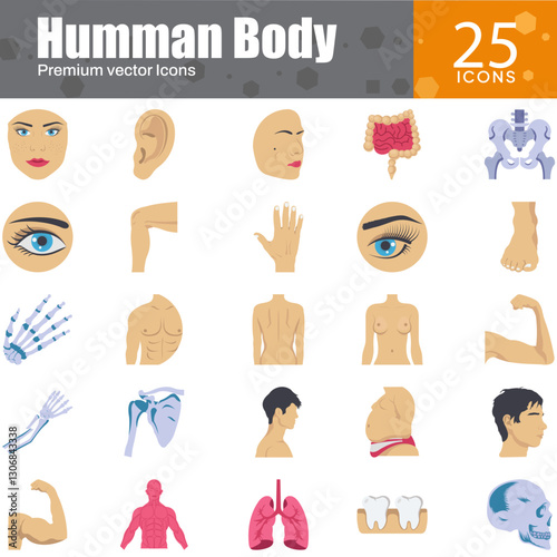 Human Body Anatomy and Health Icons Set – Vector Illustration