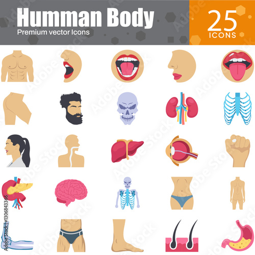 Human Body Anatomy and Health Icons Set – Vector Illustration