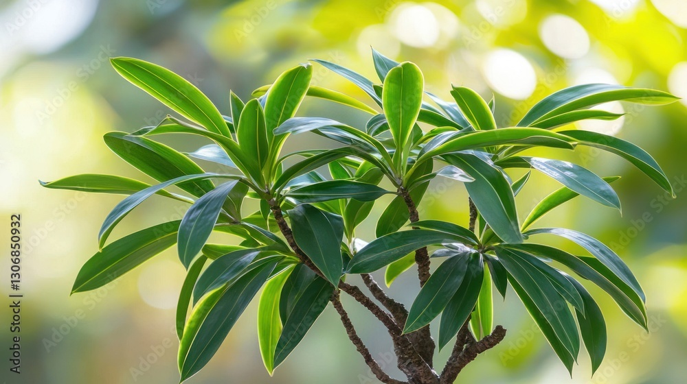 Obraz premium Lush green plant with vibrant leaves in sunlight.