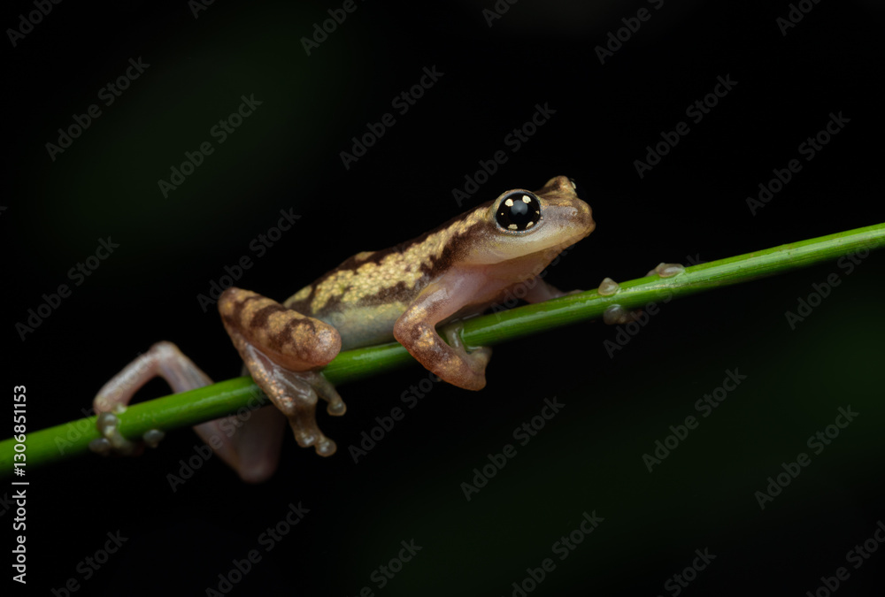 Obraz premium Raorchestes ochlandrae side view against dark background in the Western Ghats