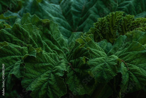 Tropical leaf in the garden, giant rhubarb - Gunnera manicata. Tropical wallpaper. photo