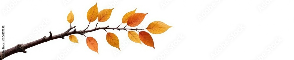 Fototapeta premium Single birch branch isolated on white background, branch, trees