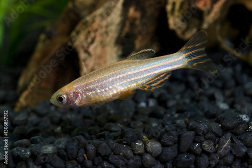 Zebrafish (Danio rerio) in planted aquarium