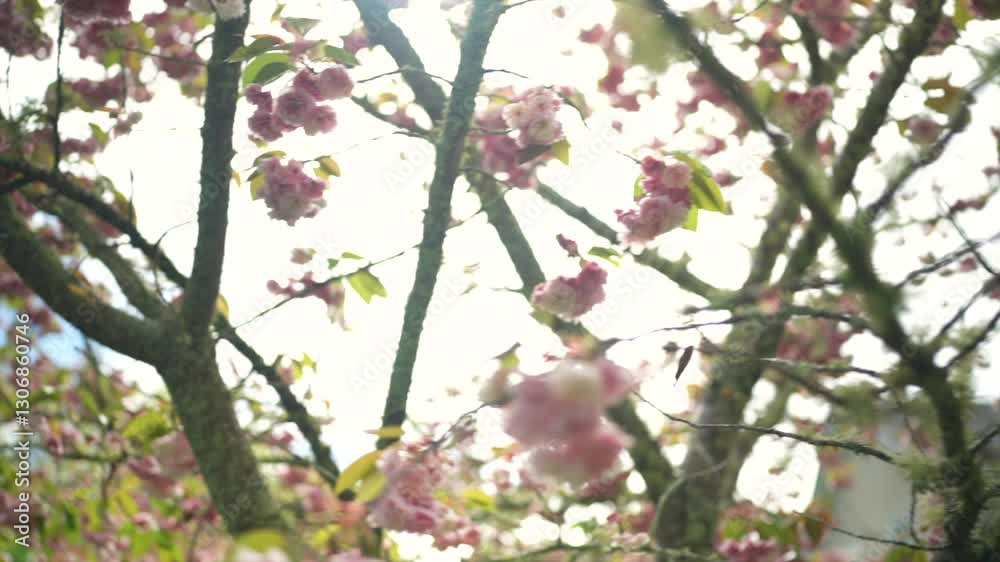Slow Motion Gimbal Shot Moving Underneath a Pink Blossom Tree on a Sunny Day Slow Motion Gimbal Shot Moving Underneath a Pink Blossom Tree on a Sunny Day