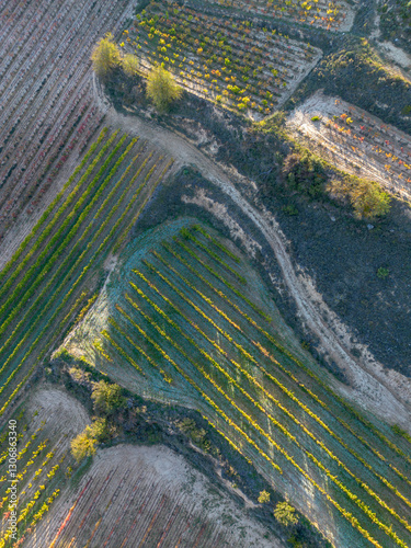 Drone shot of Spanish vineyards in La Rioja with vibrant autumn colors, displaying geometric agricultural patterns from above. photo