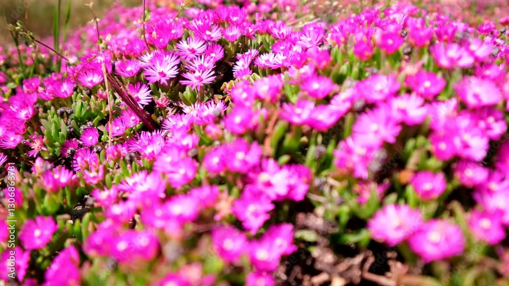 Vivid pink delosperma iceplant flowers ground cover in Overberg, shallow focus Vivid pink delosperma iceplant flowers ground cover in Overberg, shallow focus