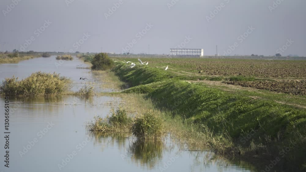 Birds and rural landscape with water canal in Spain Birds and rural landscape with water canal in Spain