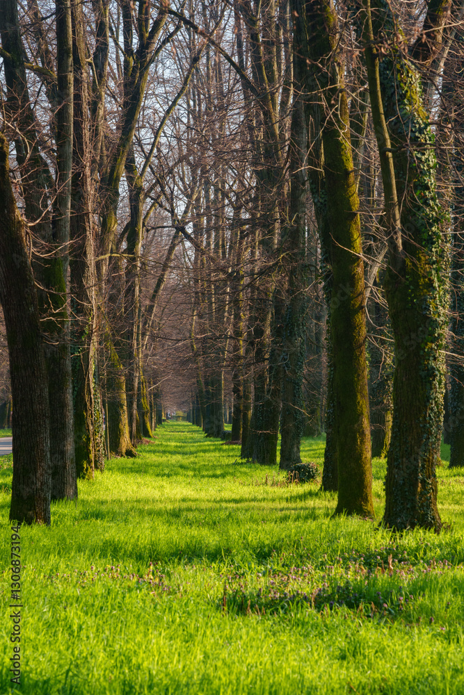 Fototapeta premium The park of Monza, Italy, at late winter