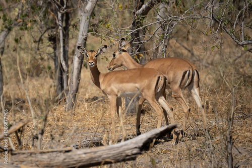 Common Impala horned male portrait in Kruger National park, South Africa ; Specie Aepyceros melampus family of Bovidae