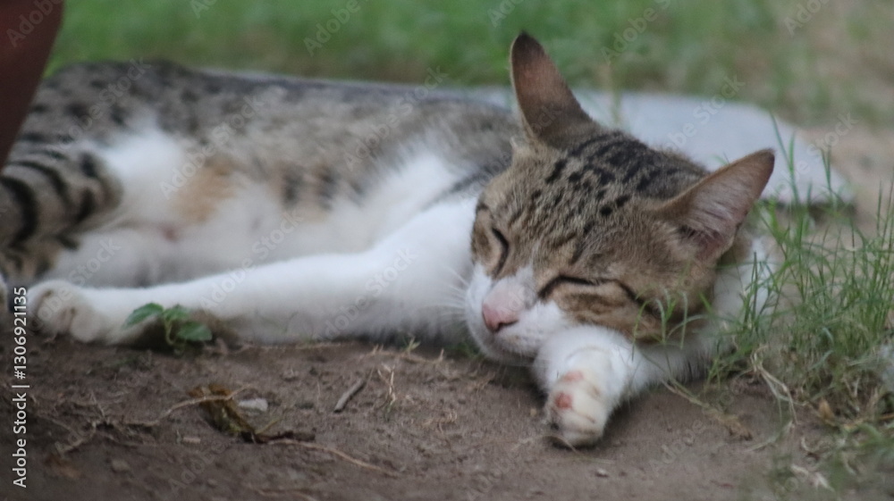 White and brown cat sleeping in garden White and brown cat sleeping in garden