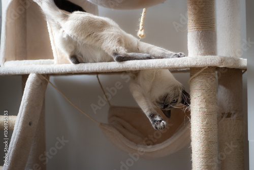 A blue-eyed cat sits on a scratching post, playing actively and showing curiosity.
