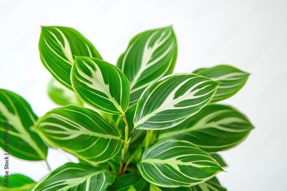Fototapeta premium Green Leaf Plant with Striking White Stripes and Natural Texture