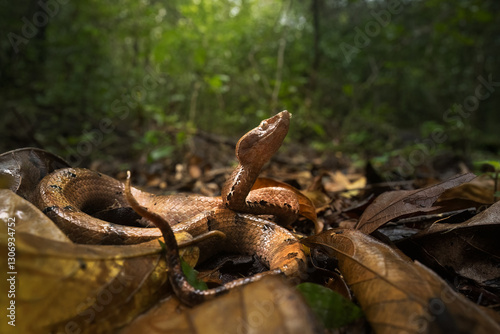 Hump nosed pit viper in its habitat wide angle macro photograph