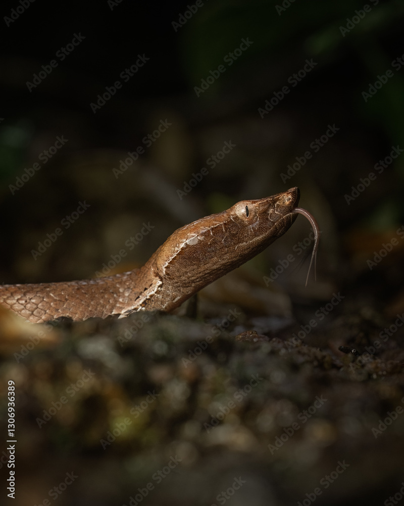 Fototapeta premium Hump nosed pit viper with tongue out