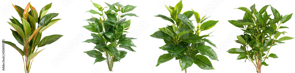 Obraz premium Lush Green Leafy Plants for Home Decor, Indoor Gardening, and Natural Aesthetics in Vibrant Shades of Green